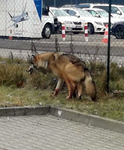 Ranny drapieżnik w Warszawie. Trzeba było wezwać łowczego