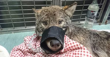Ratowali tonącego psa z Parnawy. Okazał się wilkiem