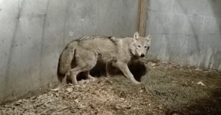 Przyszedł do urzędu z wilkiem na smyczy. "Znalazł go w Białymstoku"