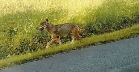 Wilki zagryzły psa. Gospodarz: "Nie miał szans"