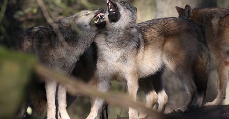 Trzylatek pogryziony przez wilka w ZOO