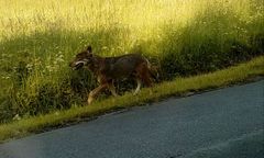 Nowe informacje o wilku, który pogryzł dzieci w Bieszczadach