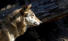 Opolskie. Myśliwy zastrzelił wilka. Twierdzi, że przez pomyłkę