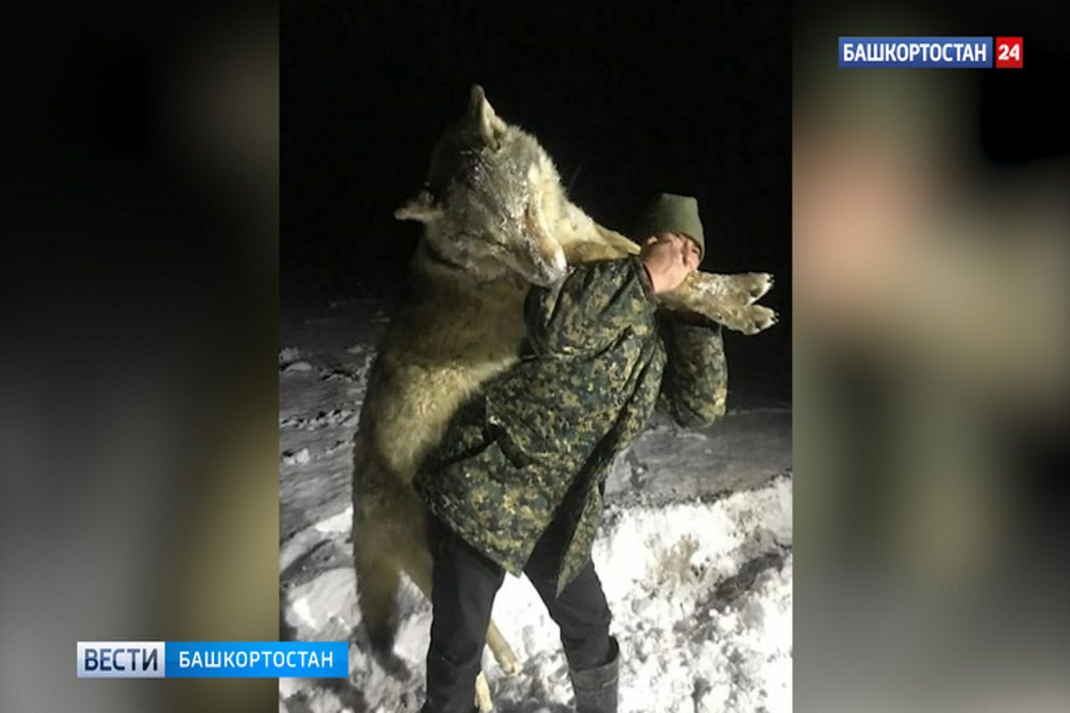 Rosja. Wilk wielkości człowieka zastrzelony