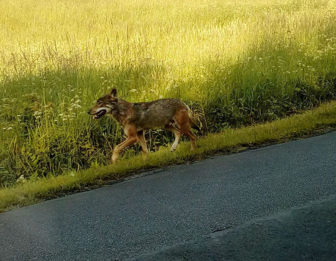 Jednak to wilk pogryzł dzieci w Bieszczadach. Są badania genetyczne