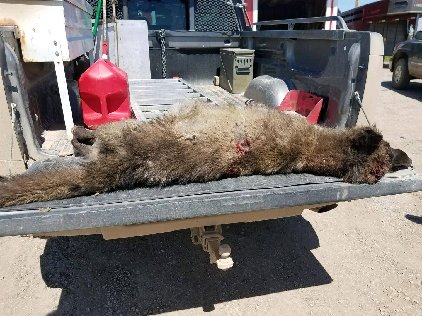 Nikt nie wie, jakie zwierzę zastrzelił hodowca w Montanie. Nawet eksperci są bezradni
