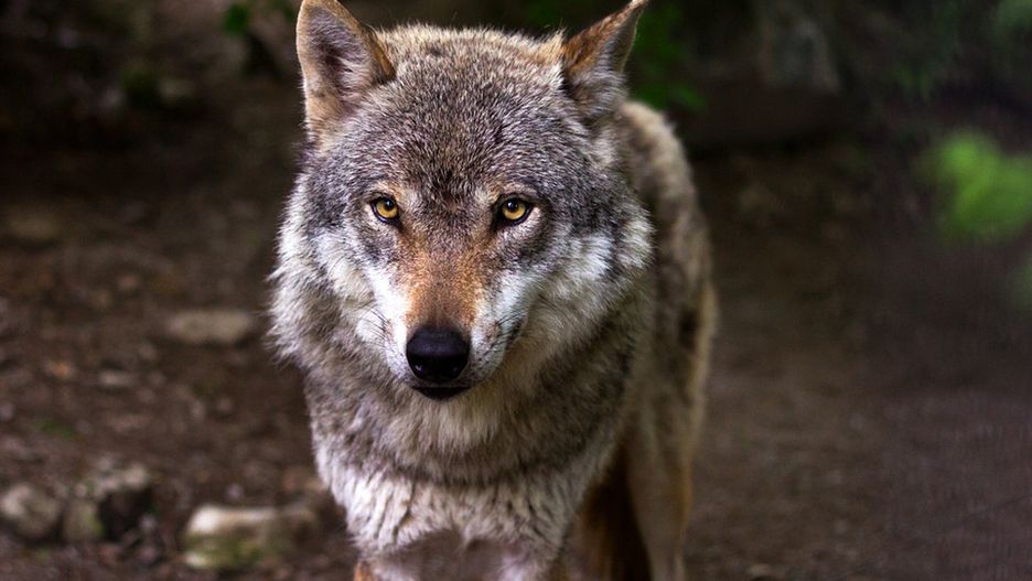 Wilka uwolnili leśnicy z Nadleśnictwa Skarżysko