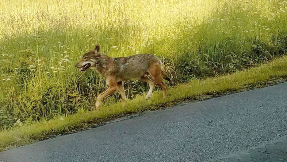 Zaatakowany pies był mały - ważył 5 kg