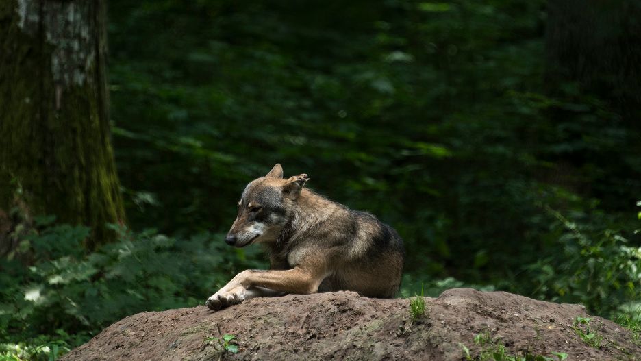 Droga do świata ludzi była dla niego bardzo trudna