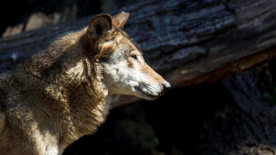 Opolskie. Myśliwy z Holandii zastrzelił wilka