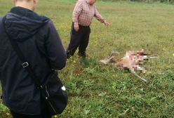 Wilki zaatakowały w Wielogłowach na Pomorzu. Wataha zagryzła jelenia w zagrodzie