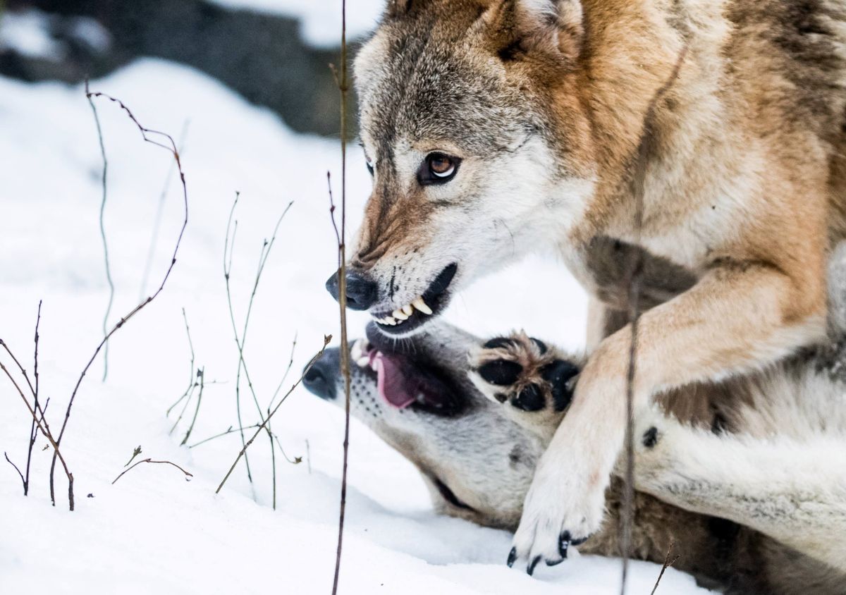 Hodowca: atak wilków, zagryzły 17 danieli