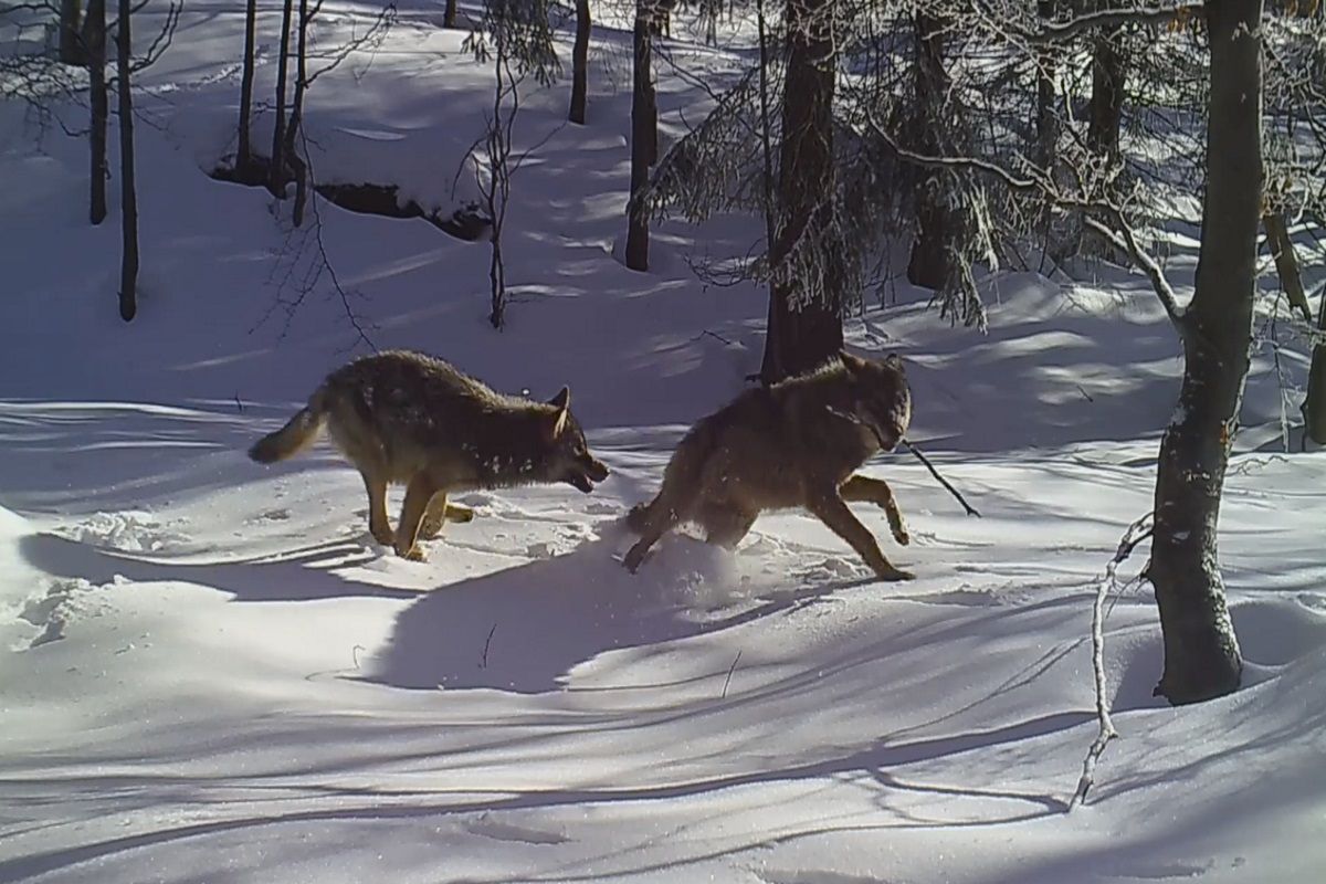 Piękna scena w polskim lesie. Zachowanie wilków zachwyciło internautów