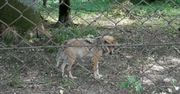 Turystka krytykuje rezerwat w Białowieży. Dyrektor odpowiada na jej zarzuty
