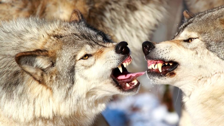 Wilki grasują w okolicach Jeleniej Góry 