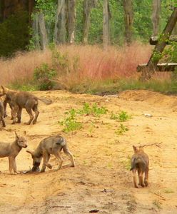 Co za widok! 7 wilczych szczeniąt bryka po lesie. Ich szlakiem można zwiedzić Polskę
