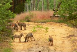 Co za widok! 7 wilczych szczeniąt bryka po lesie. Ich szlakiem można zwiedzić Polskę