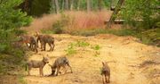 Co za widok! 7 wilczych szczeniąt bryka po lesie. Ich szlakiem można zwiedzić Polskę