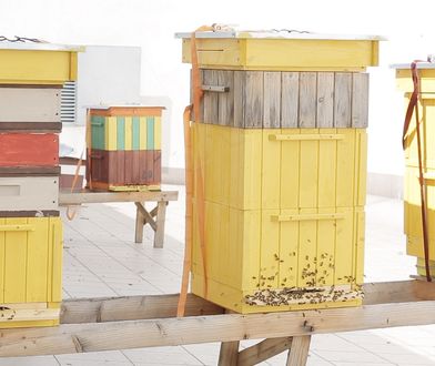 Pomysł na biznes: Miejskie pszczoły