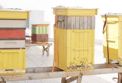 Pomysł na biznes: Miejskie pszczoły