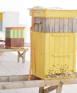 Pomysł na biznes: Miejskie pszczoły