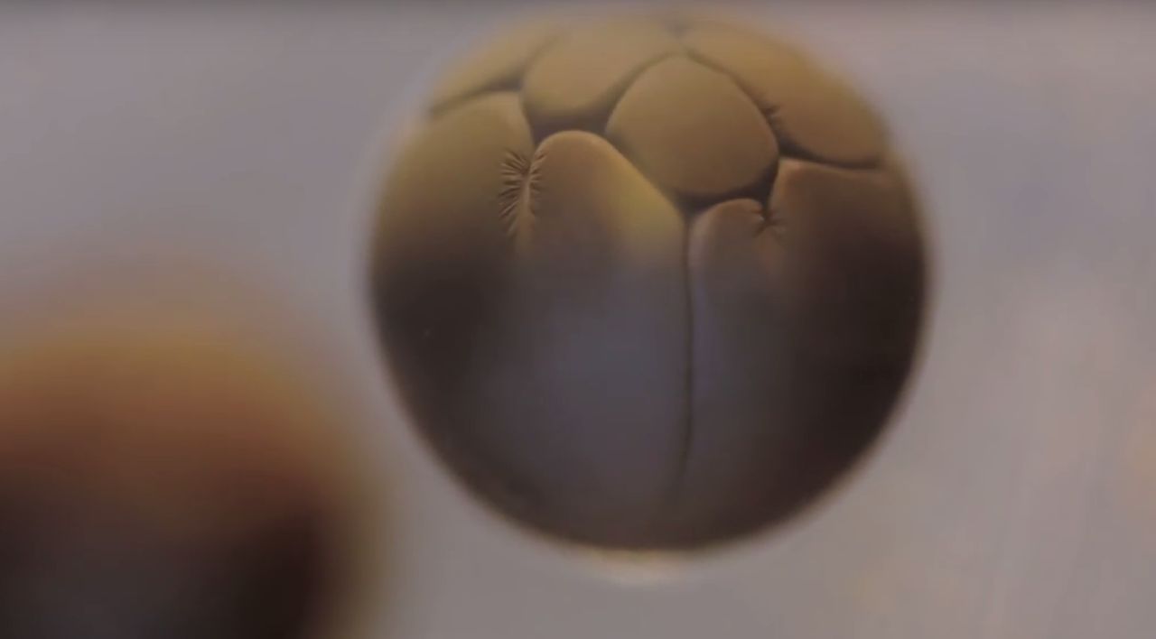 Niesamowite wideo pokazuje, jak naprawdę wygląda podział komórki