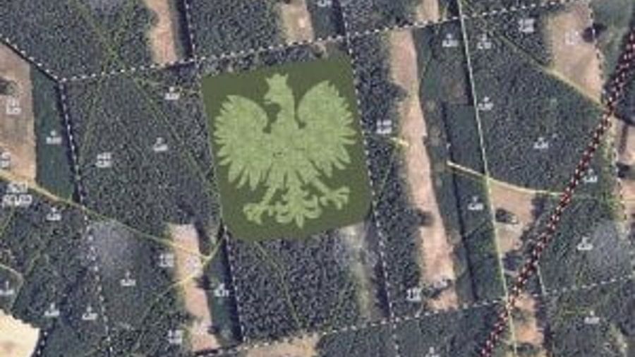 Orzeł ma mieć 310 m szer. i obejmie powierzchnię 11 ha lasu. W jego skład wejdą brzozy, modrzewie i sosny. W sumie posadzonych zostanie 100 tys. drzew