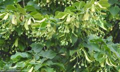 Chojnice: stuletnie lipy mają iść pod topór. Protestują pszczelarze i mieszkańcy