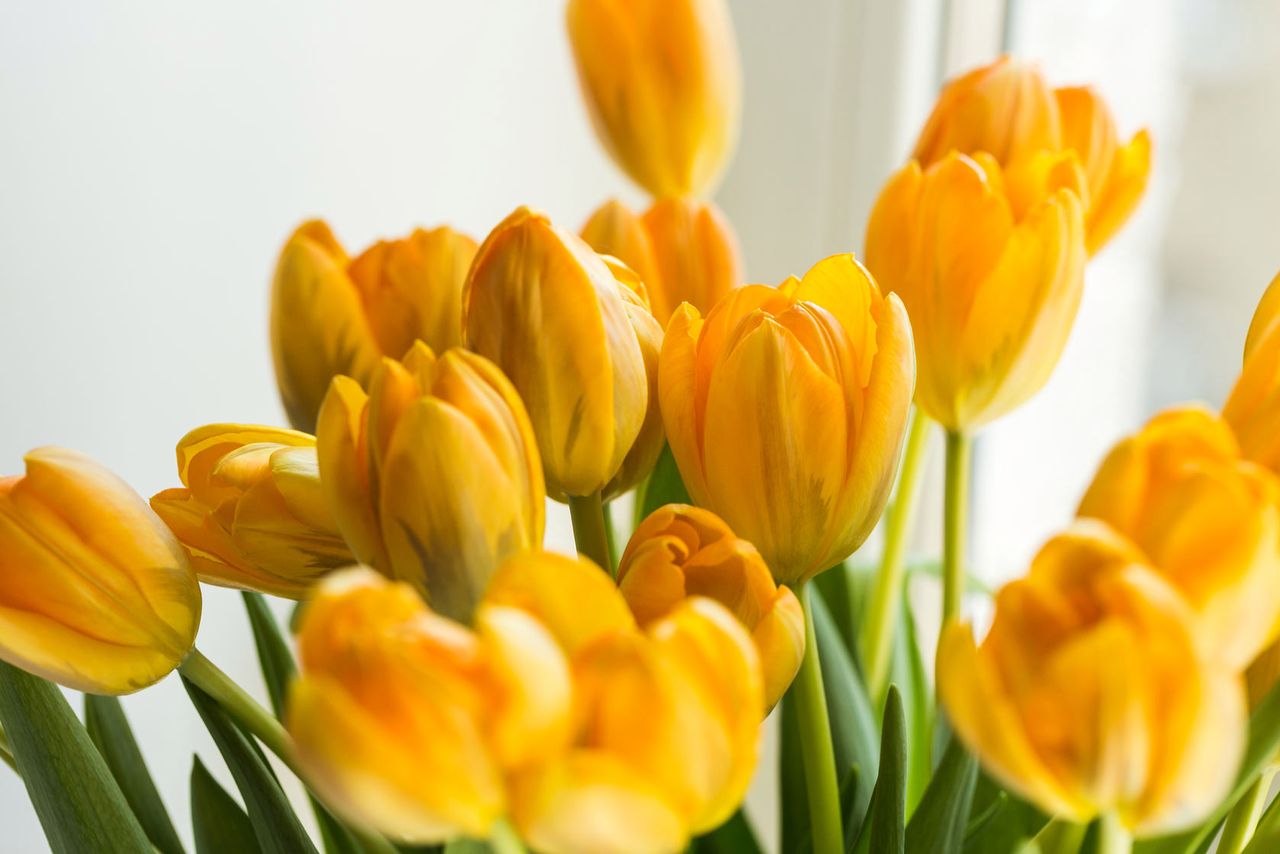 Wiemy, jak uratować więdnące tulipany. Prosty trik