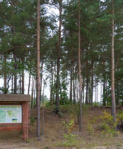 Koronawirus w Warszawie. Kampinoski Park Narodowy zamknięty od czwartku