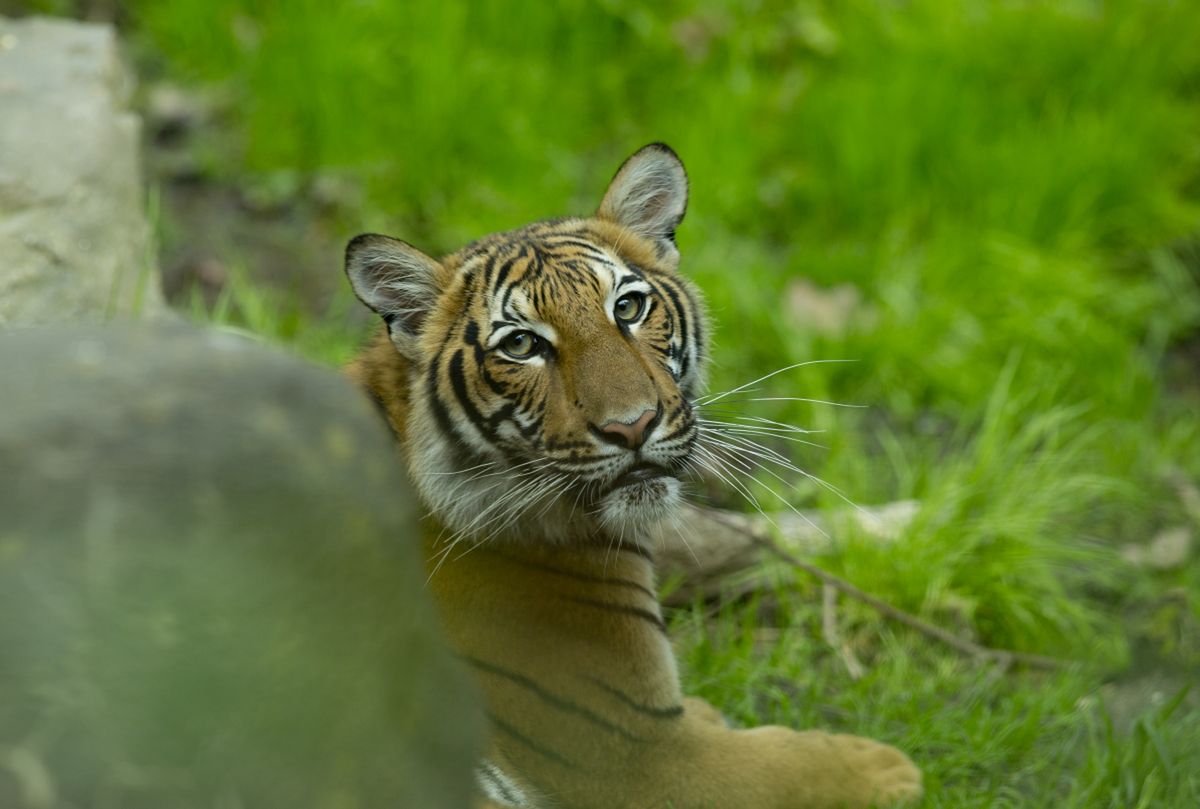 Koronawirus. Jeden z wielkich kotów mieszkających w Bronx Zoo.