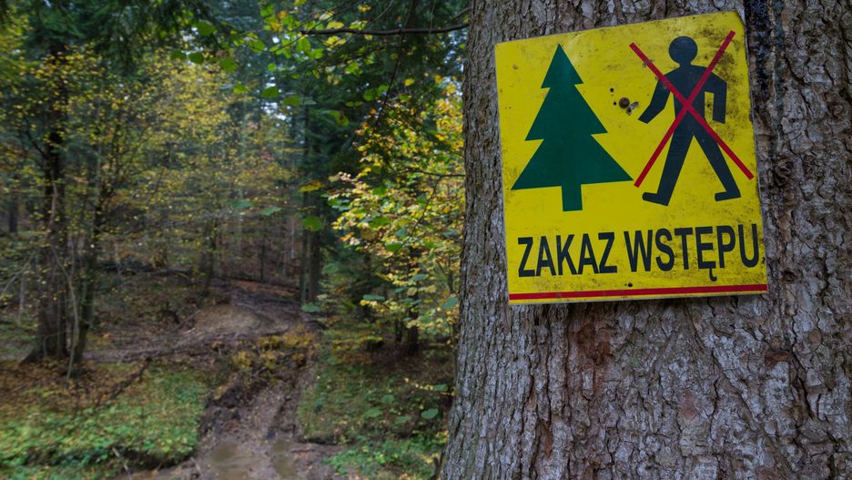 Koronawirus w Polsce. Nie wejdziesz do lasów w Małopolsce