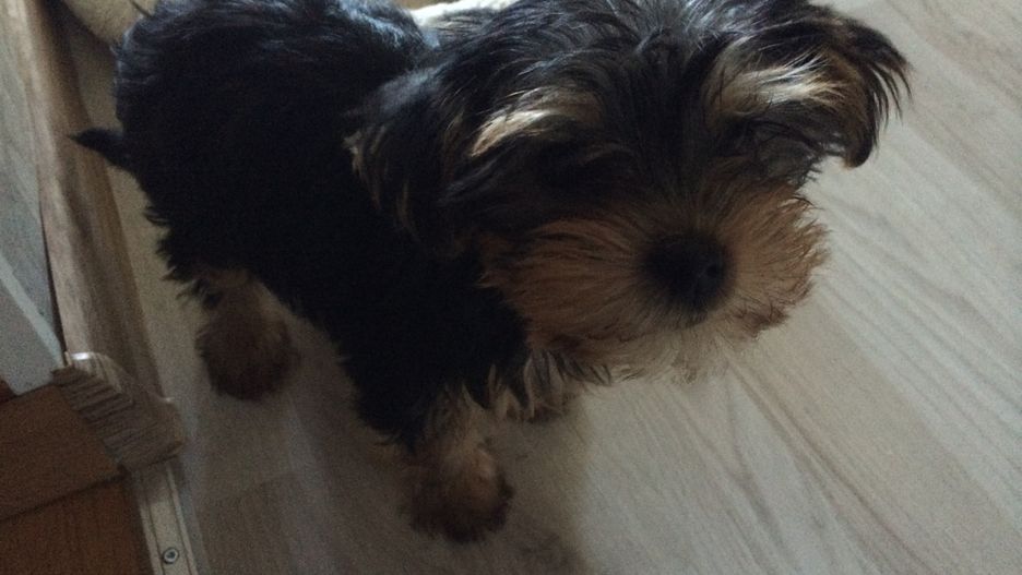 Nocna domowa awantura w Legnicy. Za ludzkie nerwy zapłacił życiem pies wyrzucony przez okno