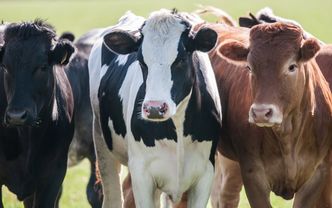 Ceny skupu bydła rzeźnego. Kolejne spadki cen byków