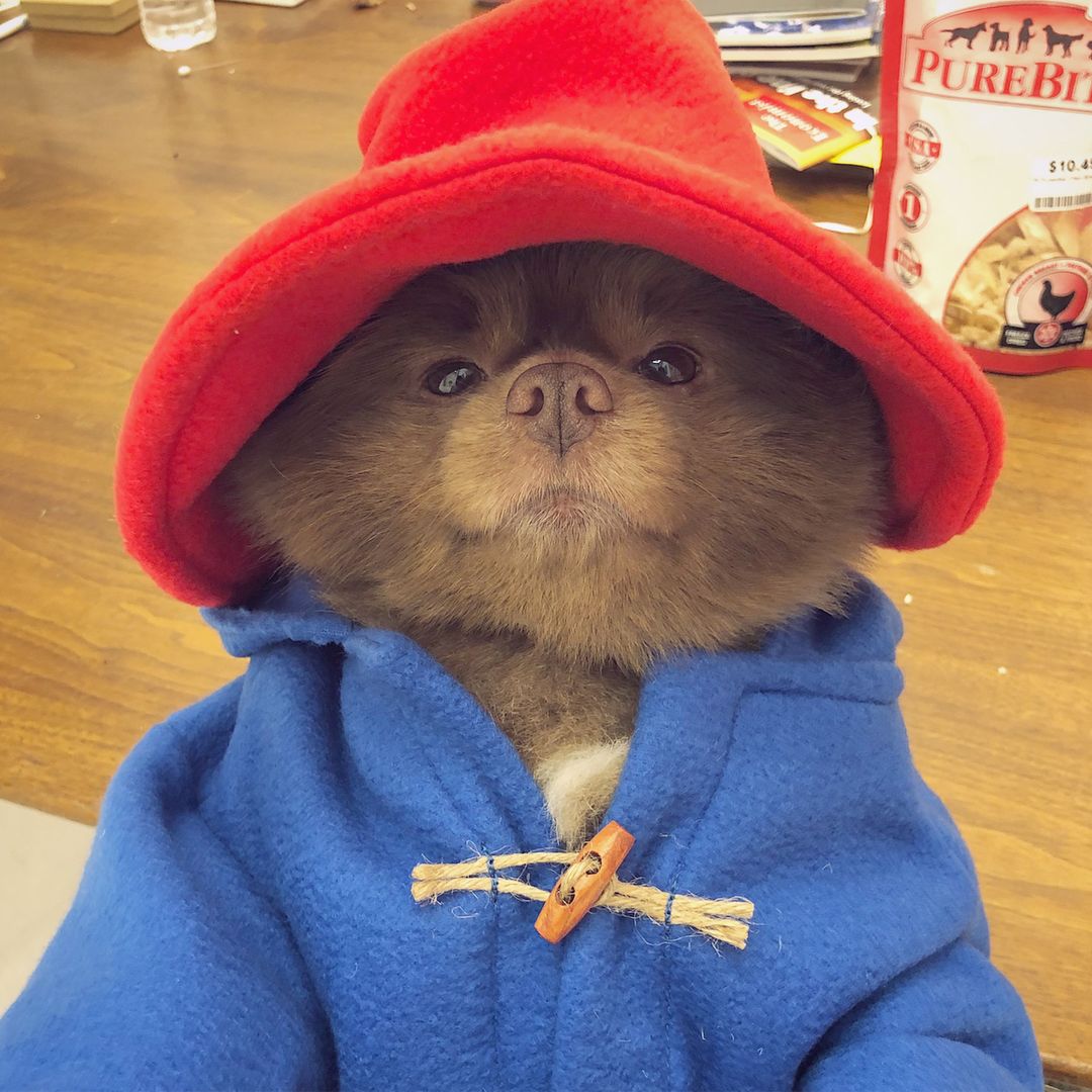 Pomeranian, który wygląda jak Miś Paddington. Internauci oszaleli na jego punkcie