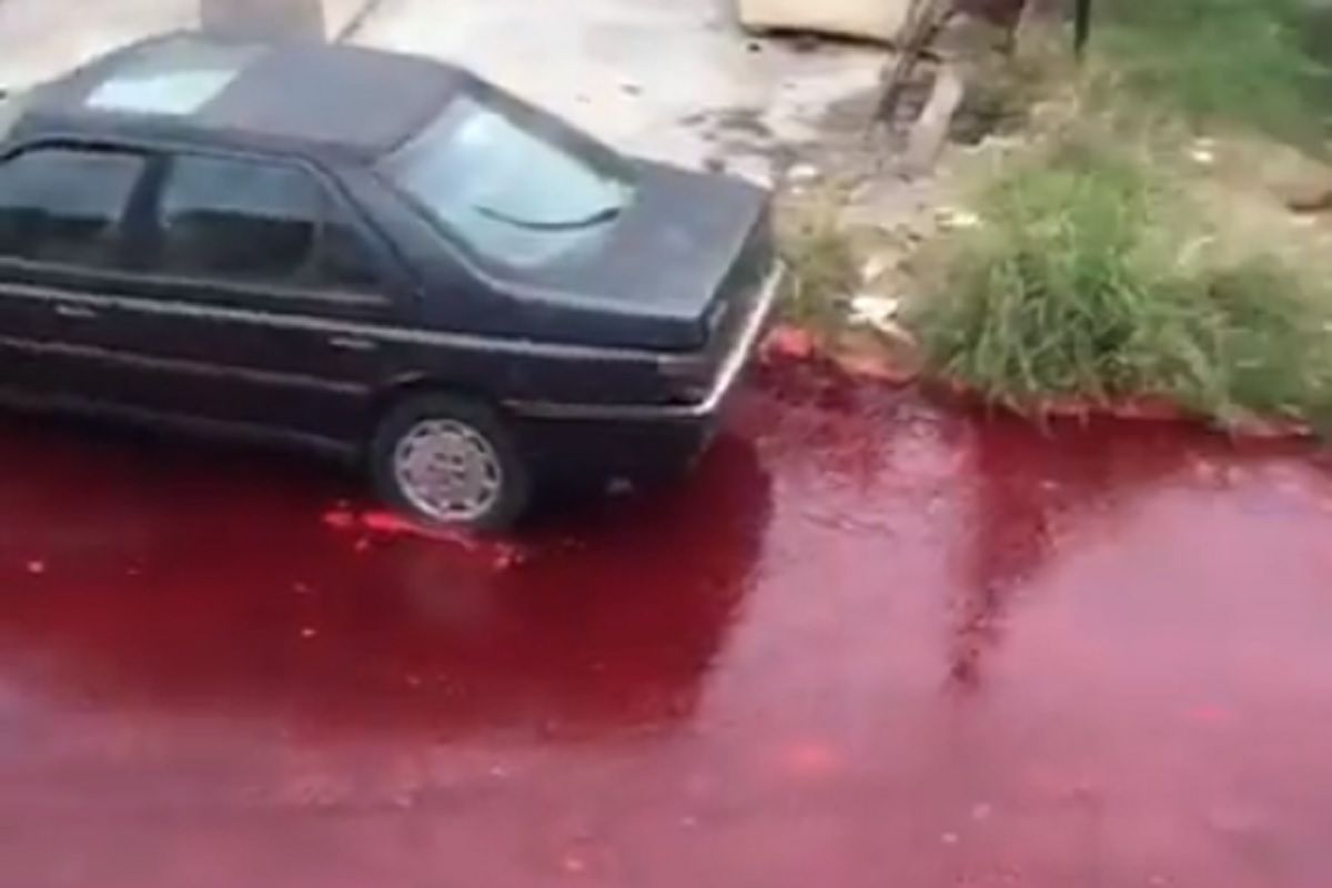 Argentyna. Wypadek w rzeźni w Buenos Aires. Ulice zalało "morze krwi"