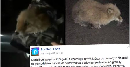 Łapki lisa przymarzły do drogi. "3 gości z BMW" uratowało zwierzaka przed zamarznięciem