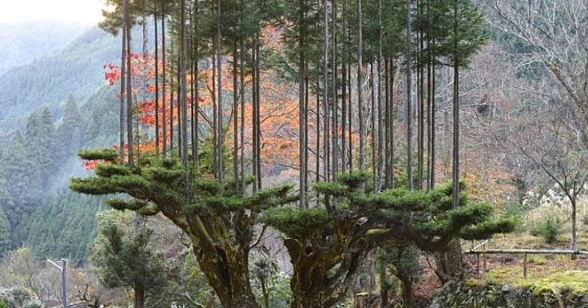 Japońska technika pozwala pozyskiwać drewno bez ścinania drzew