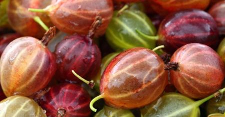 Agrest - pyszny i wyjątkowo zdrowy polski produkt