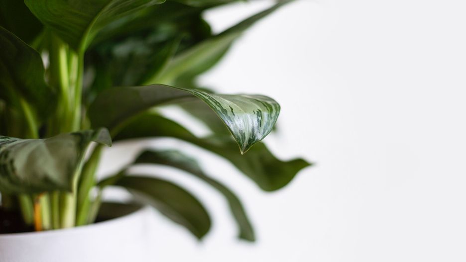 Gdy roślina zaczyna chorować, szybko zobaczymy zmiany na liściach