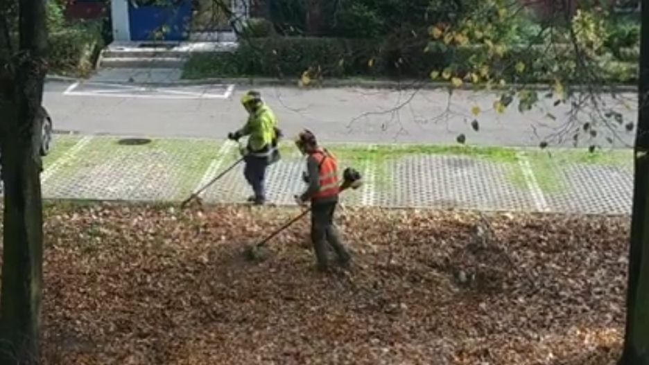 Koszenie liści zostało uwiecznione na filmie