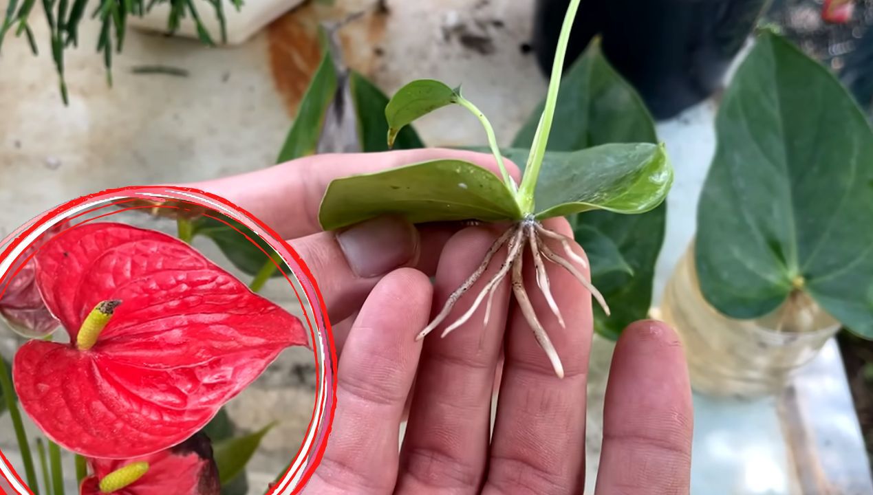 Jak rozmnożyć anturium z liścia? Fot. Planting Trees / YouTube