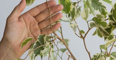Kup ten napój i podlej fikusa. Odżyje i szybko wypuści nowe liście