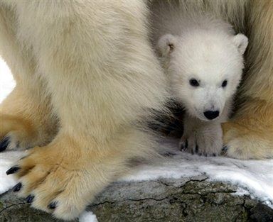 Grenlandia wprowadza limit odstrzału niedźwiedzi polarnych