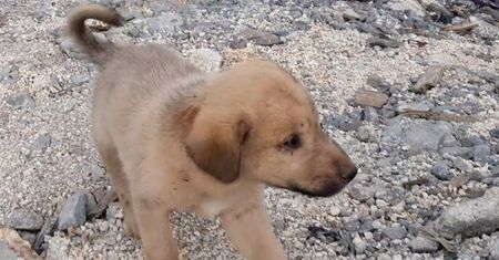 Pies uratowany po śmierci lidera ISIS. Znaleziono go w gruzach