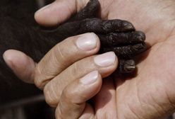 Małpy też potrafią być altruistami