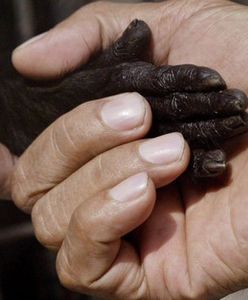 Małpy też potrafią być altruistami