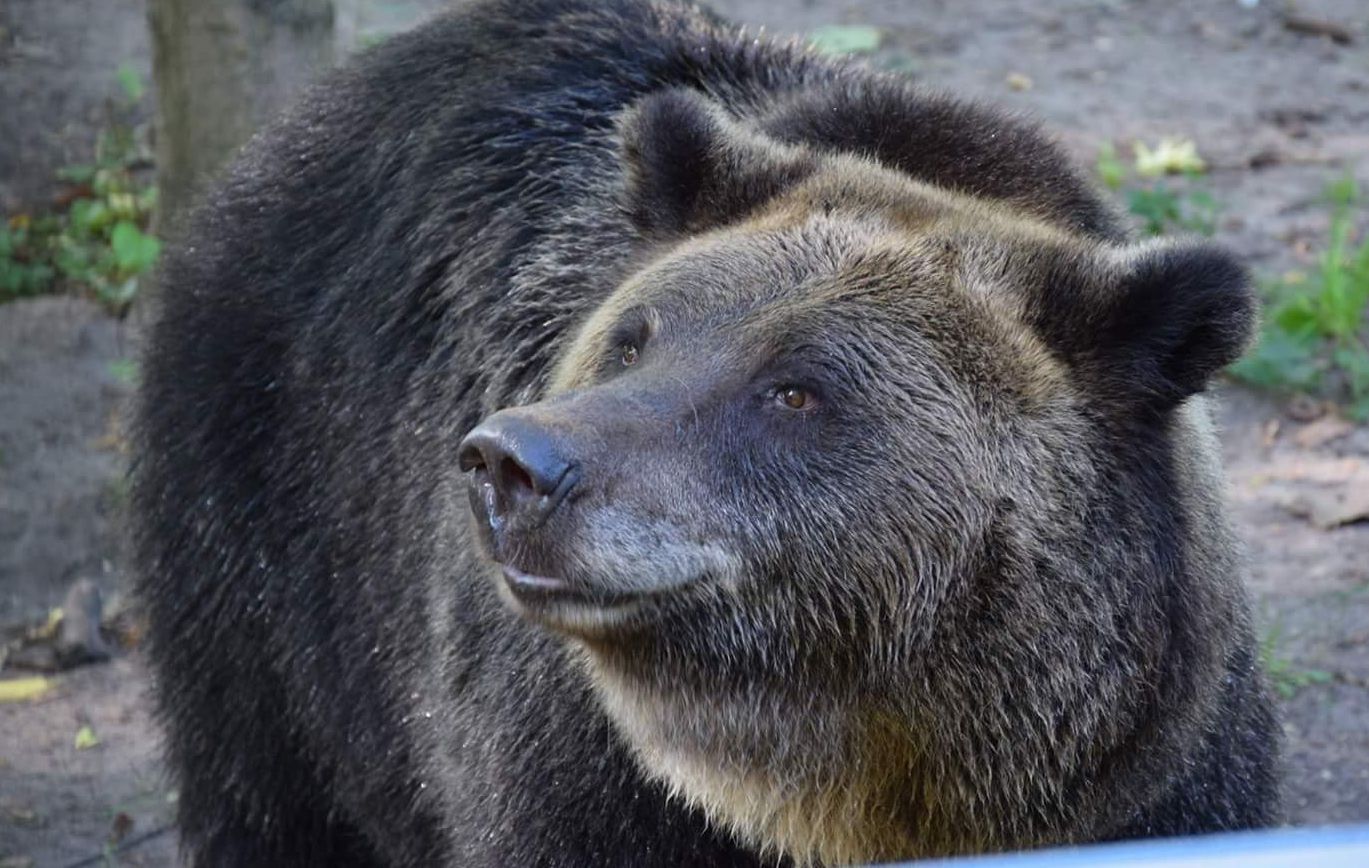 Niedźwiedzica zaczęła kopać w poznańskim zoo. Musieli przyjechać saperzy