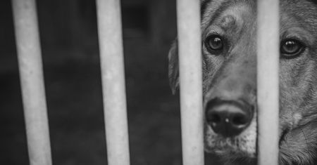 Przyborówko. Eksplozja i pożar w schronisku dla zwierząt. Zginęły psy