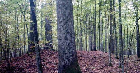 Puszcza Białowieska –  odkryto kilkadziesiąt kurhanów sprzed 1,5 tys. lat